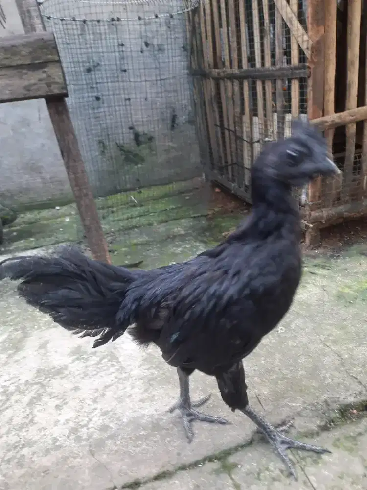 AYAM CEMANI JANTAN REMAJA LIDAH ABU