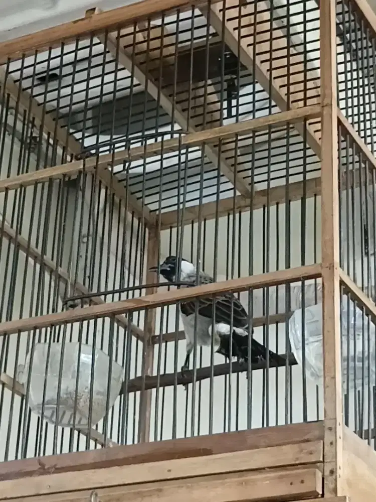 Burung kutilang gacor