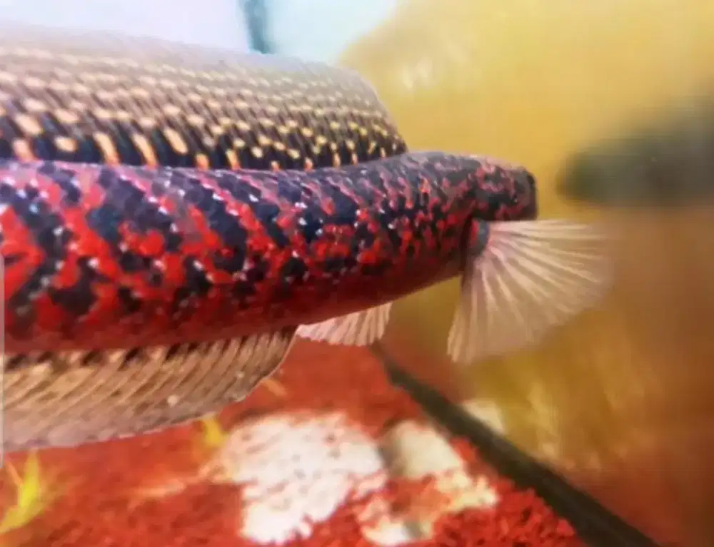 Rsp kalimaya super merah