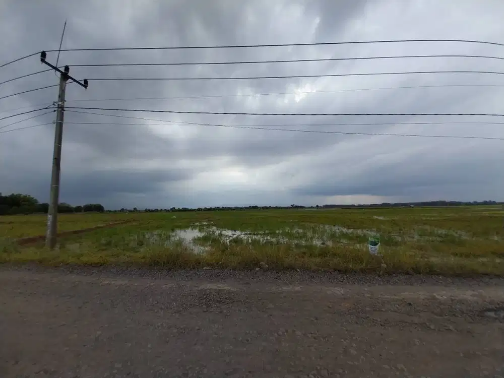 Sawah 2 Hektar di daerah Janggot, Gantar Kabupaten Indramayu