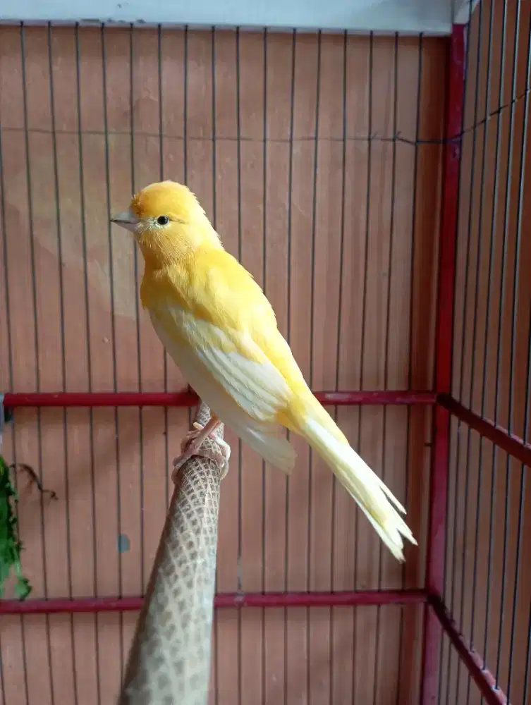 Burung kenari jantan Rajin Bunyi warna cerah