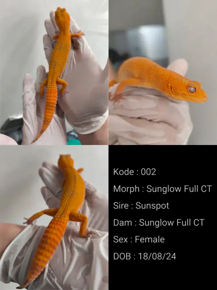 Sunglow Full CT (Leopard Gecko) Female