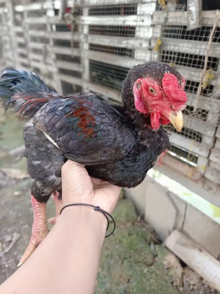 ayam dong Tao kaki gajah sepasang