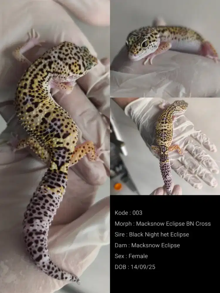 Macksnow Eclipse BN Cross (Leopard Gecko) Female