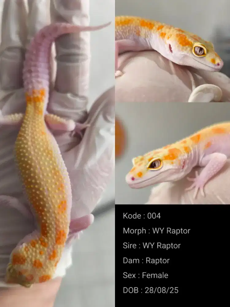WY Raptor (Leopard Gecko) Female
