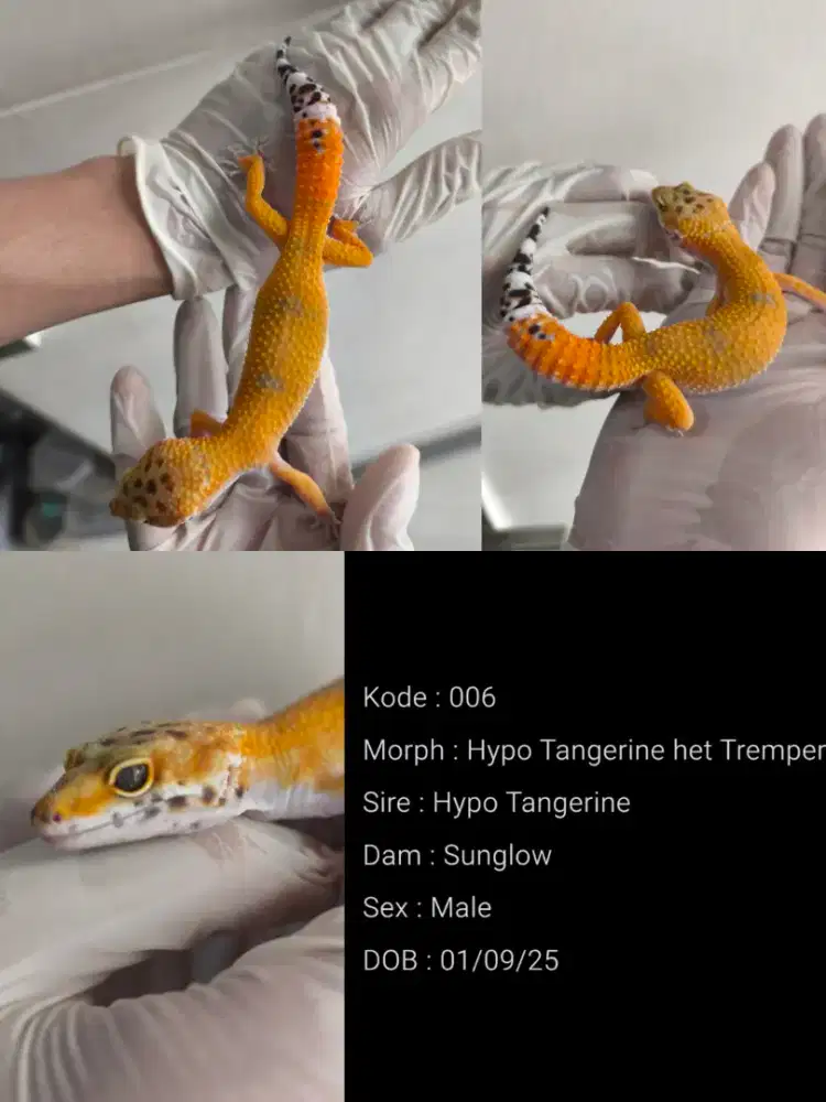 Hypo Tangerine (Leopard Gecko) Male