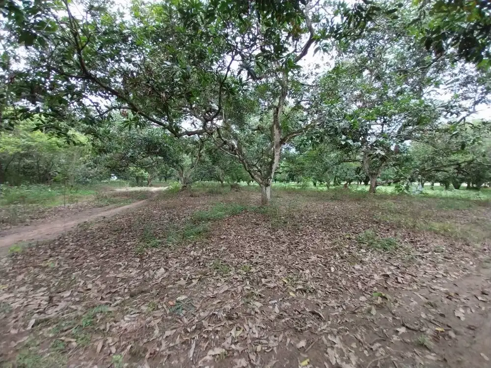 Dijual Kebun Mangga 2,6 Hektar di Gantar, Hauugeulis, Indramayu