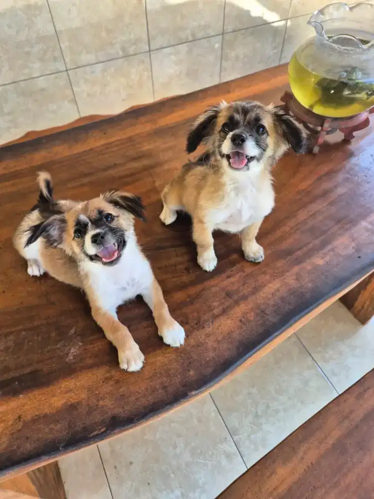 pom mix betina 2 ekor