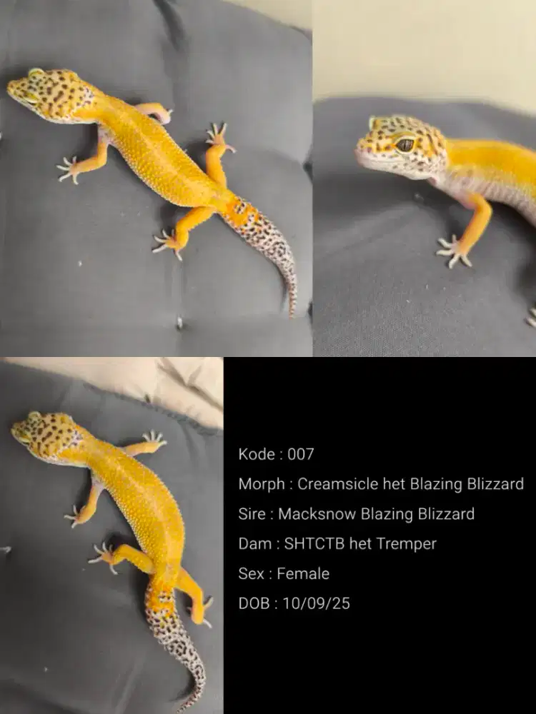 Creamsicle het Blazing Blizzard (Leopard Gecko) Female