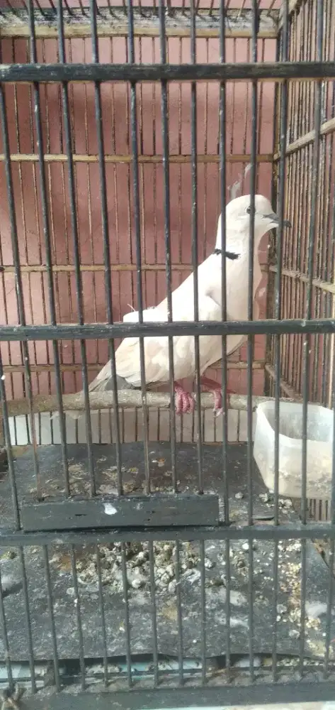 Burung puter pelung