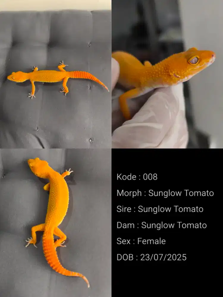 Sunglow Tomato (Leopard Gecko) Female