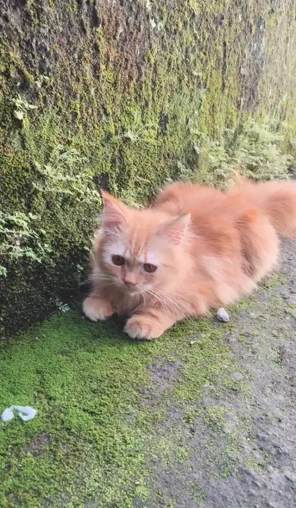 Persia Asli Longair Usia 5 bulanan ganti pakan aja bonus kucing Mixdom