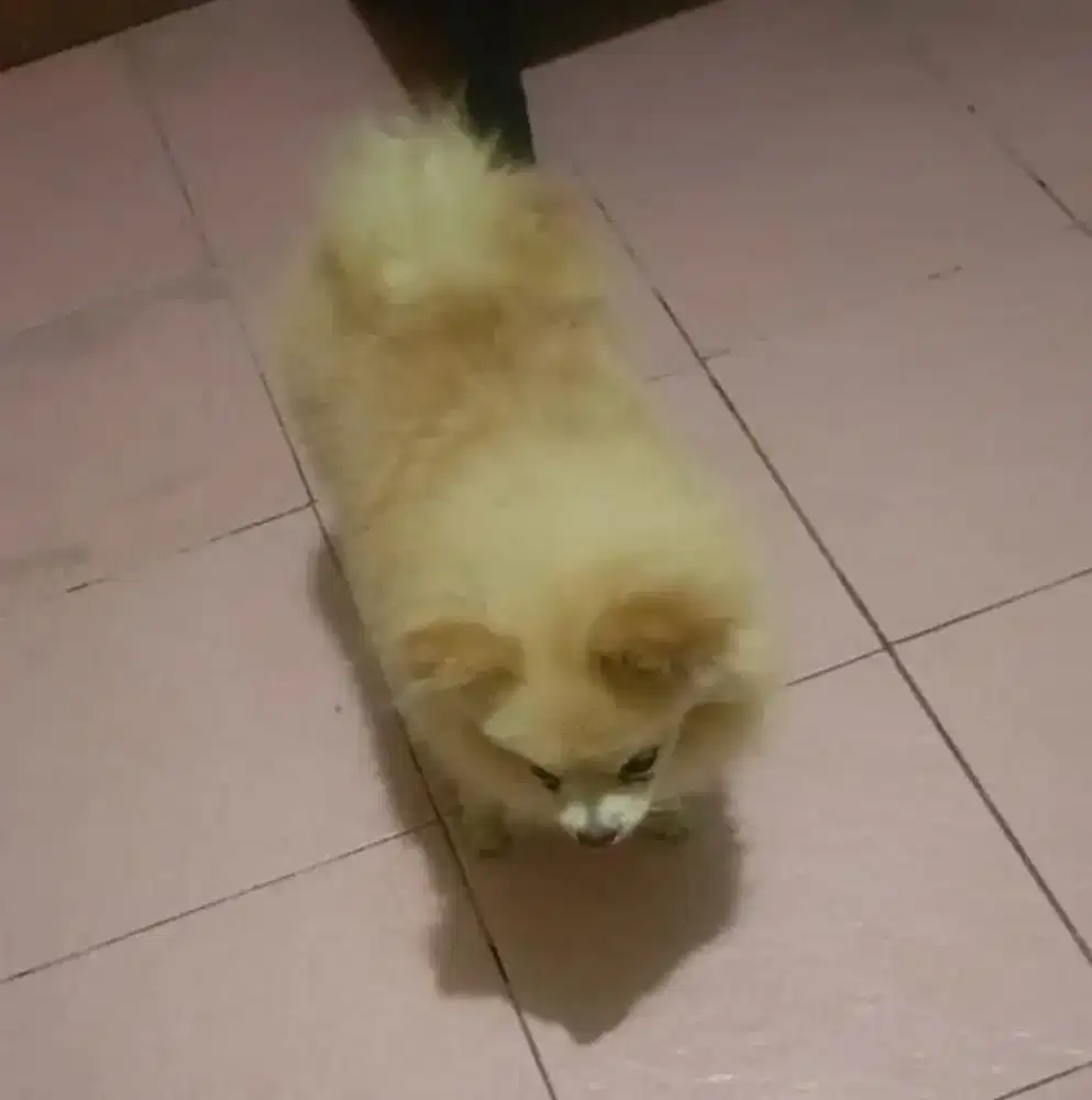 Anjing minipom 8blnn