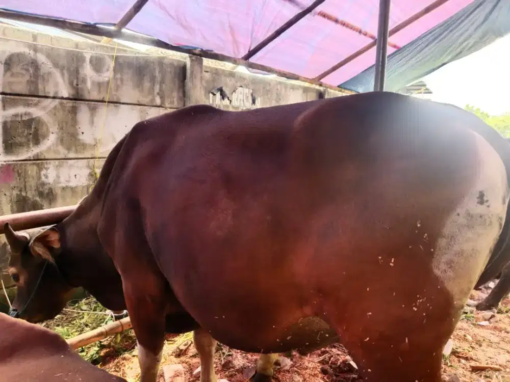 Sapi Bali nomor 637 berat 396 KG