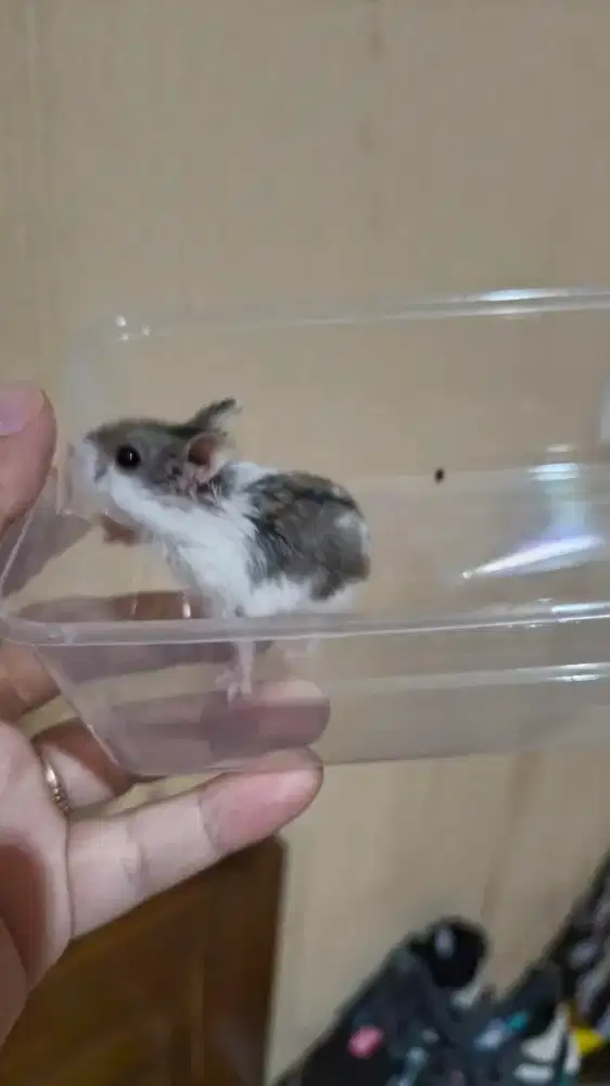 Hamster Campbell teman main anak, lucu imut, perawatan mudah