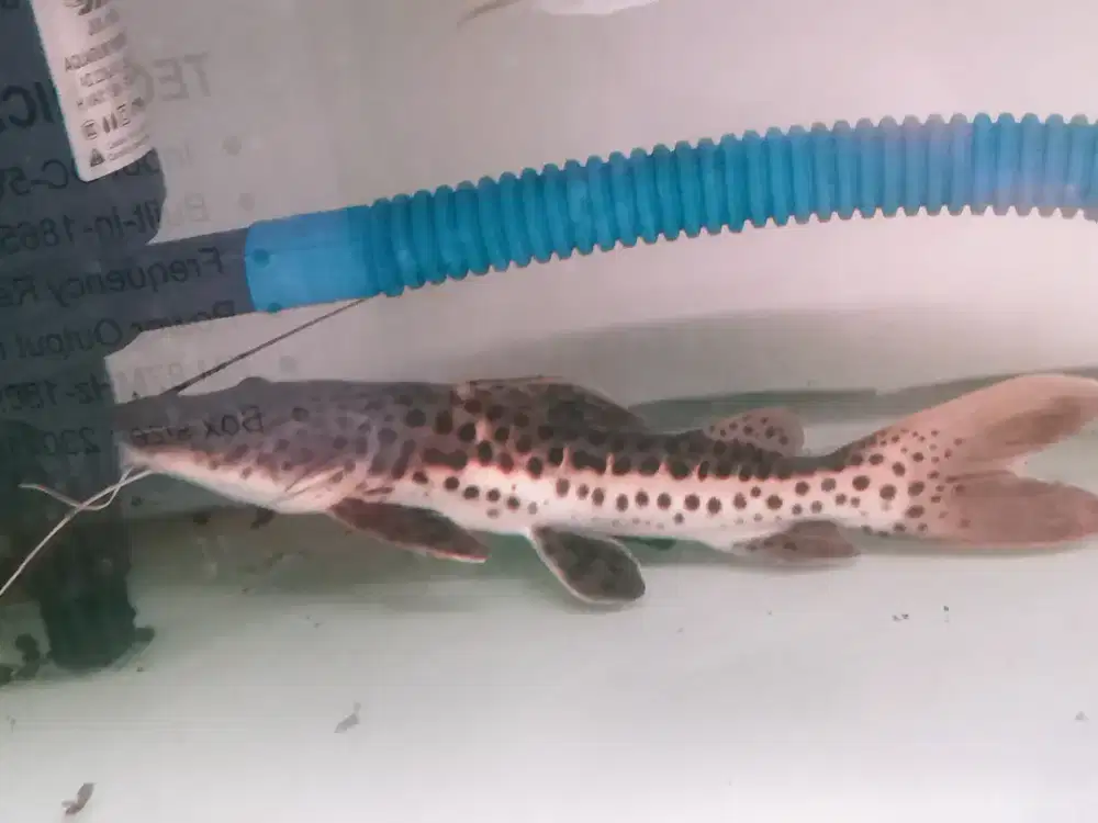 Leopard lokasi sawangan