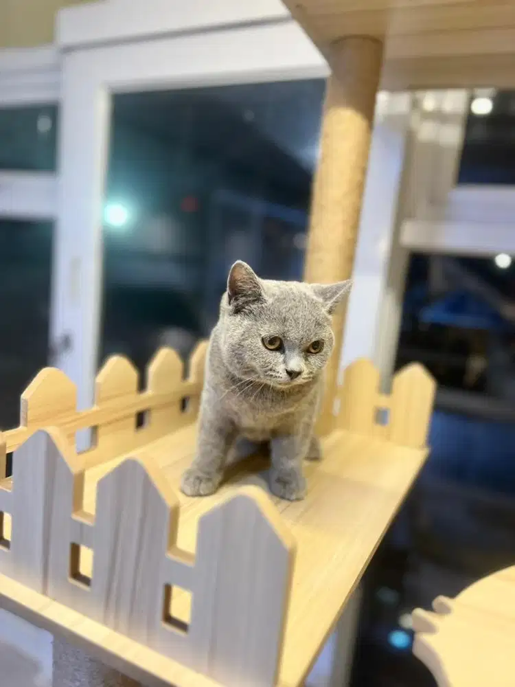 Kucing british shorthair blue solid