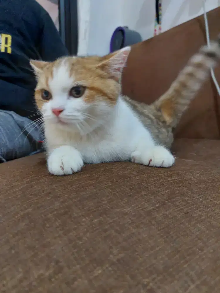 bsh tabby 7 bulan betina