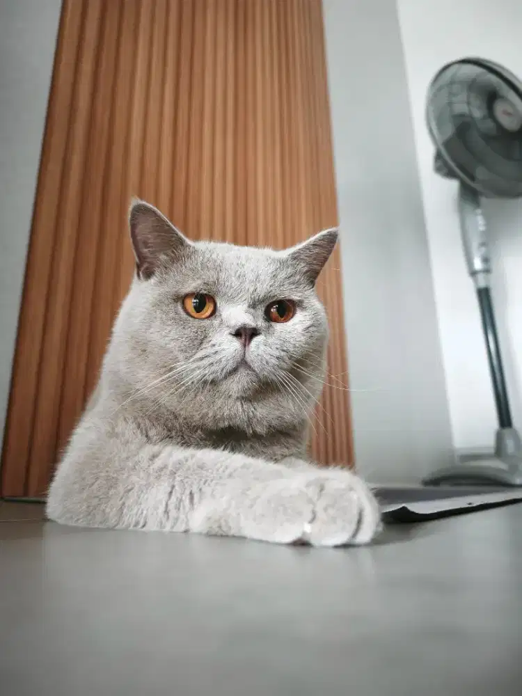 British Short Hair BSH 2 Tahun Lucu Imut