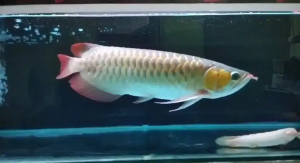 Arowana super red