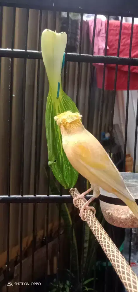 Kenari gloster x f1sf gacor burja nego