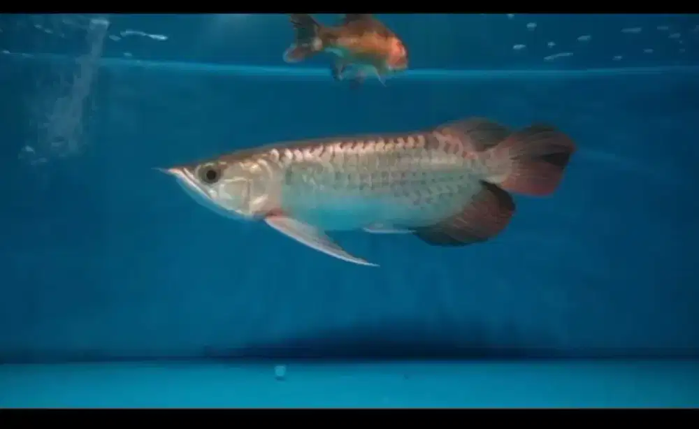 Arowana super red
