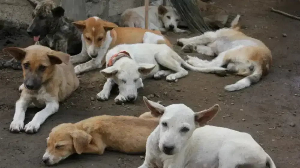 Lowongan Penjaga Anjing