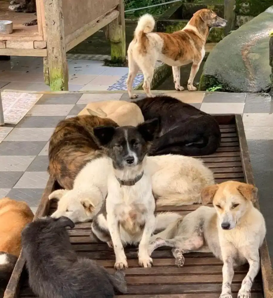 Lowongan Penjaga Anjing