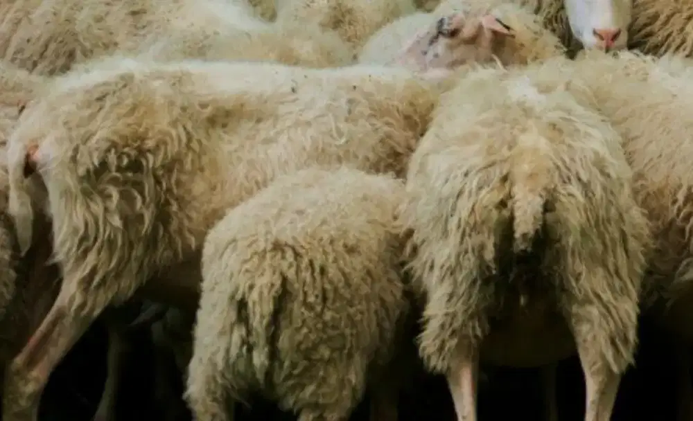 Jual Cepat Kambing Siap Qurban 2026