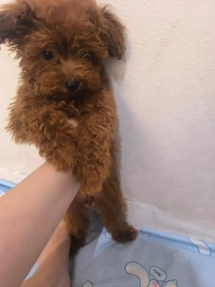 Red Tiny Poodle ( Toy Poodle )