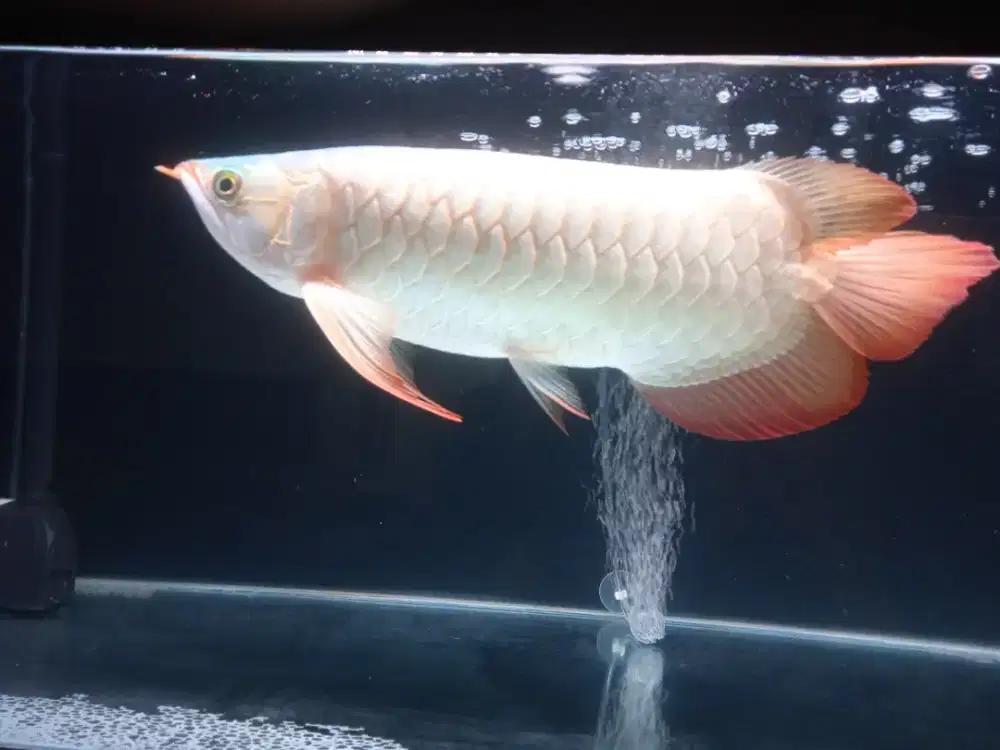 Ikan Hias Arwana Golden Red