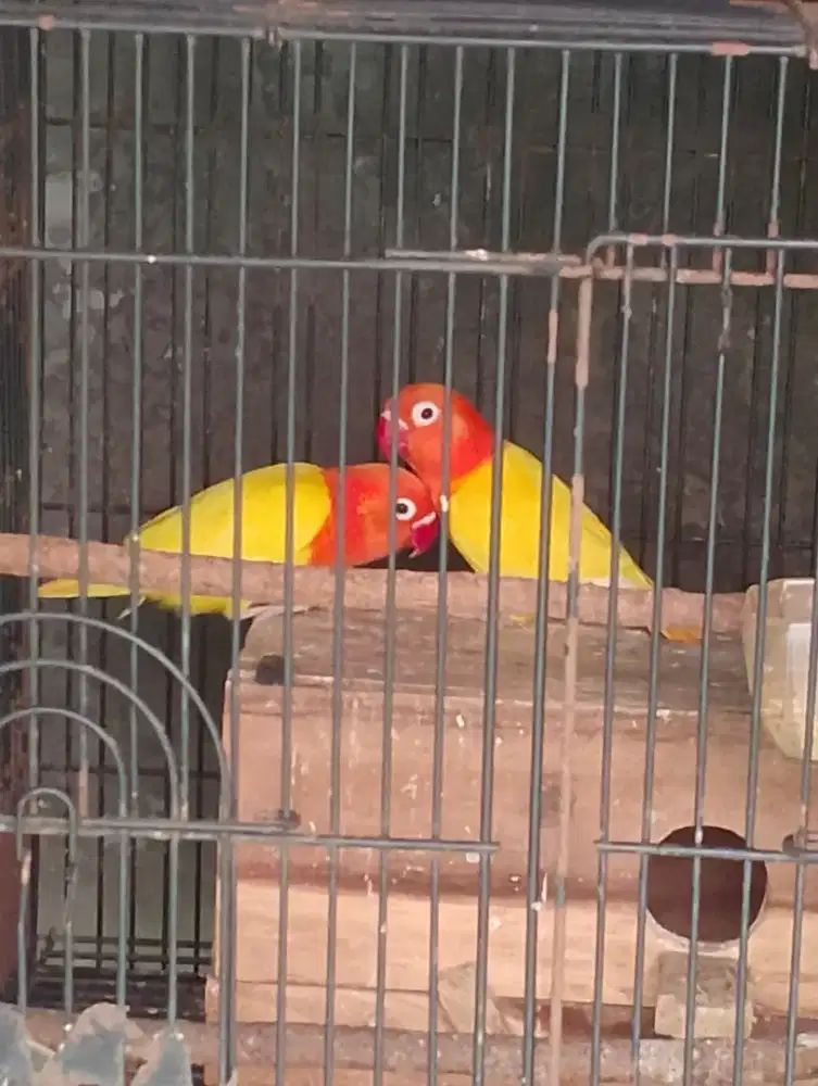 Burung Lovebird sepasang