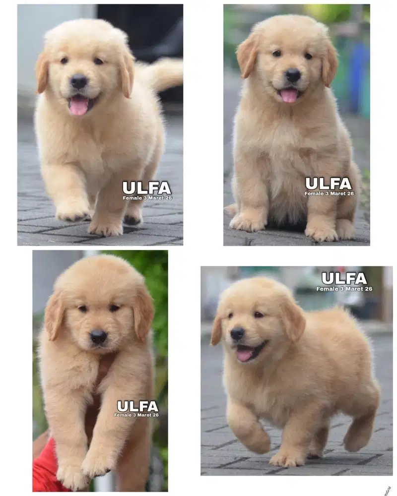 Golden retrievee puppy stambum