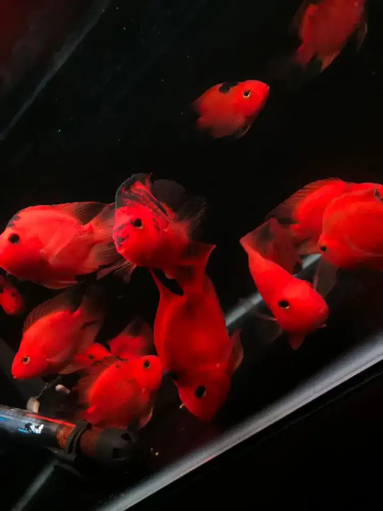 Ikan Red parrot