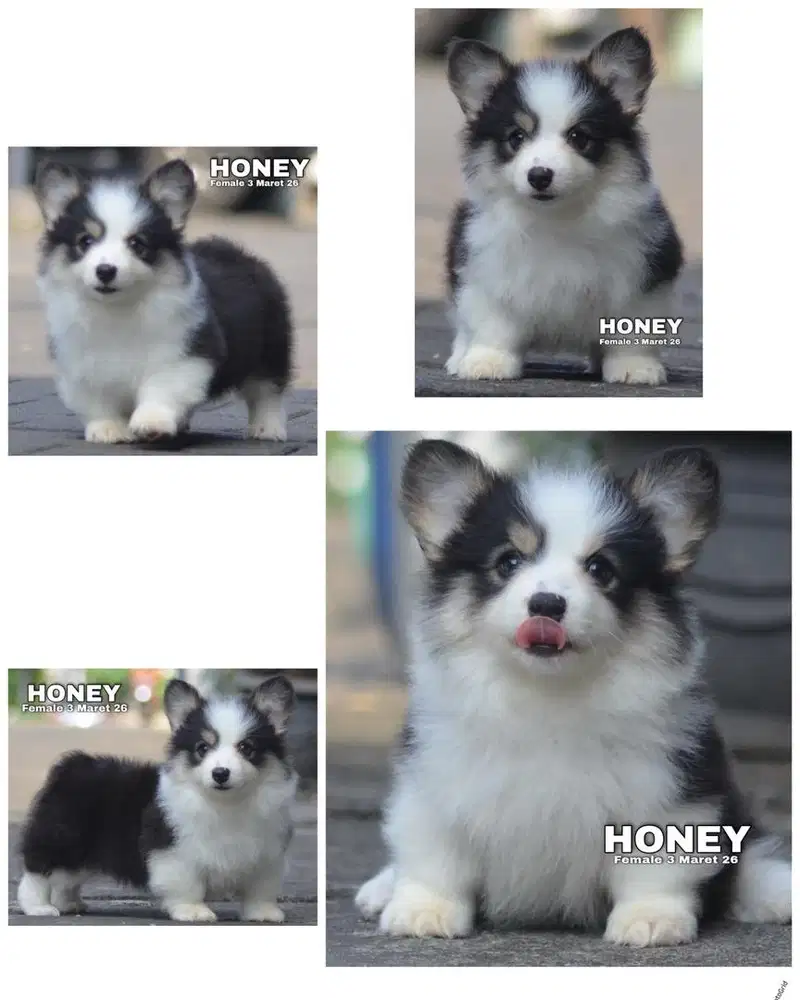 Corgi long hair puppy stambum