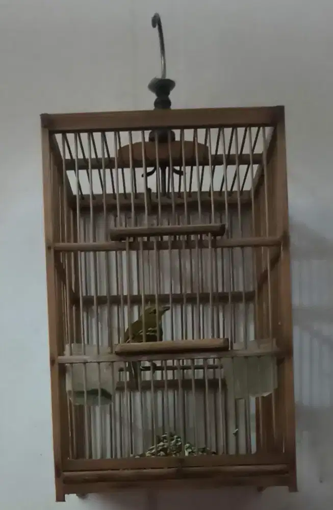 Sirtu betina vor fulset