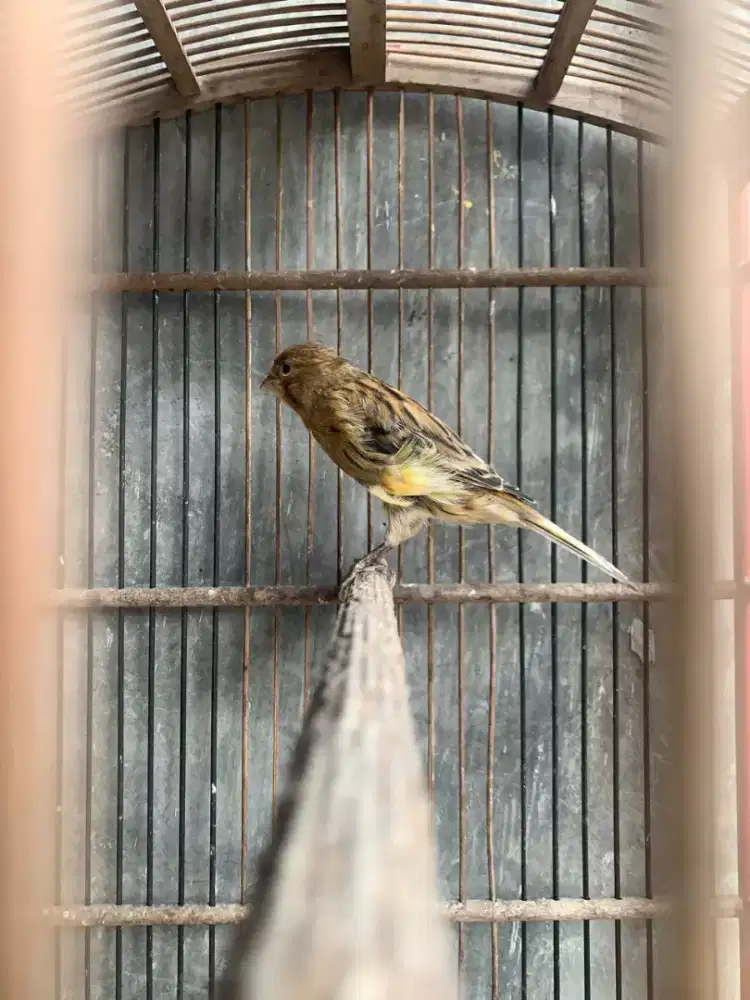 Kenari Jantan Muda bunyi