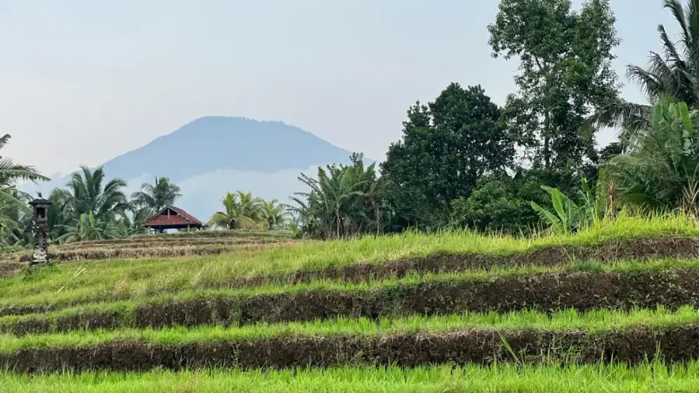 Dijual Tanah Pertanian Produktif Dengan View Gunung Sawah Dan Laut