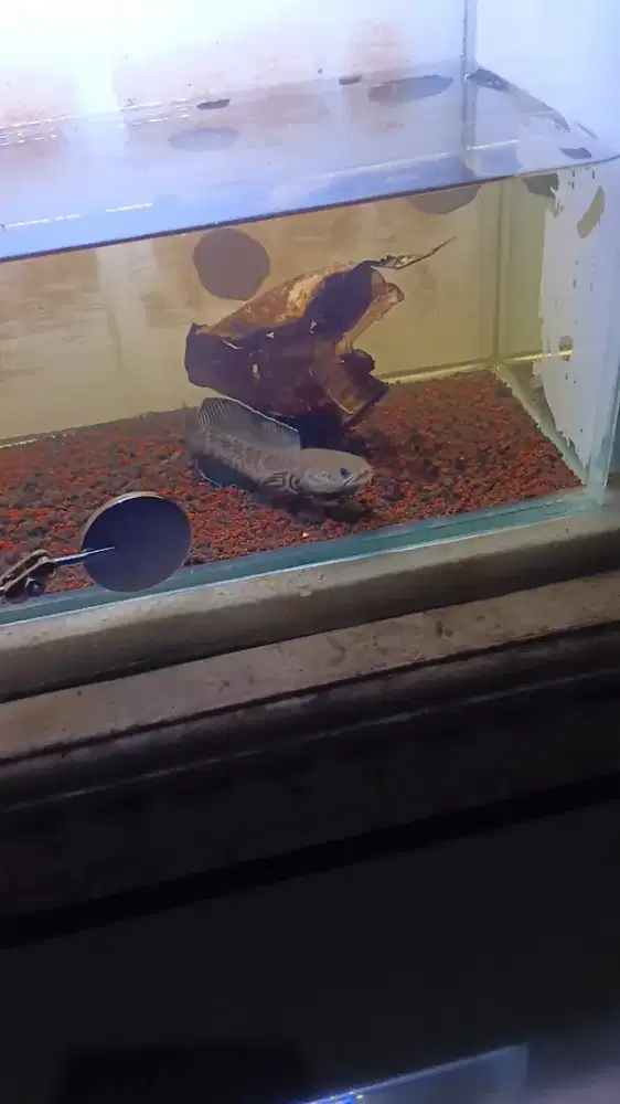 Channa andrao super hf 9-10cm