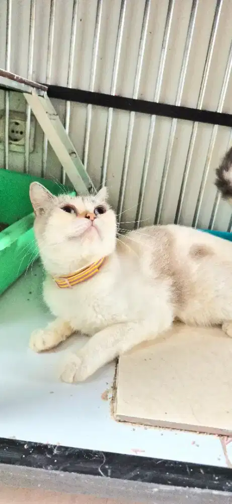 Kucing bsh mix betina