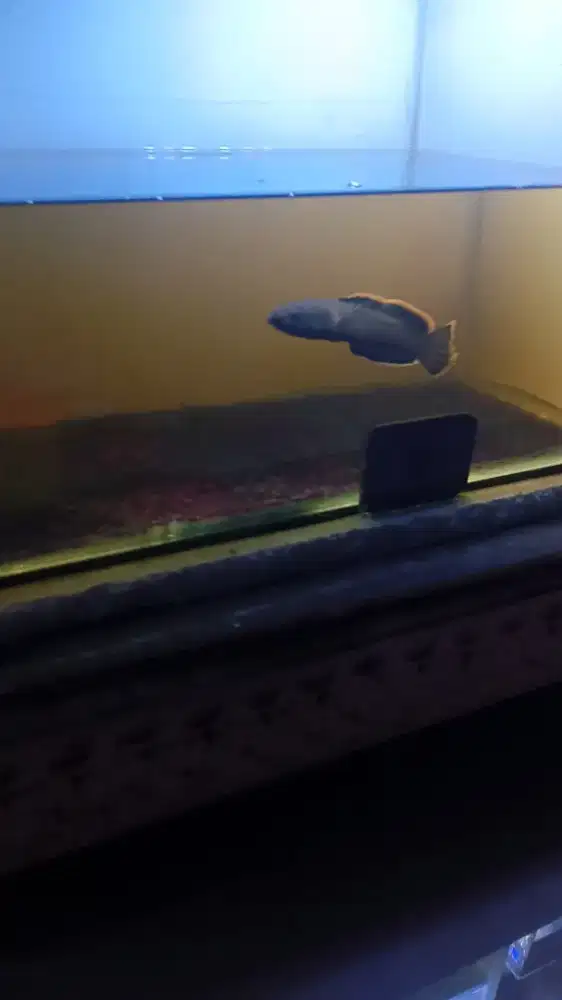 Channa limbata wc 9cm