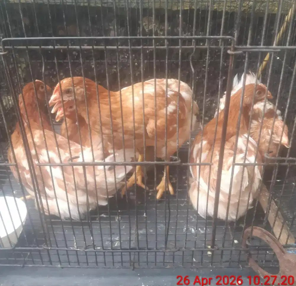 Ayam petelur usia 3bulan