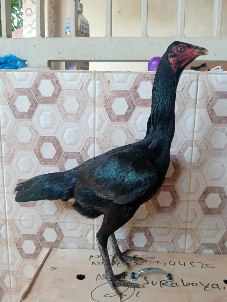 Biang Koyngon pkul kepala n brakot