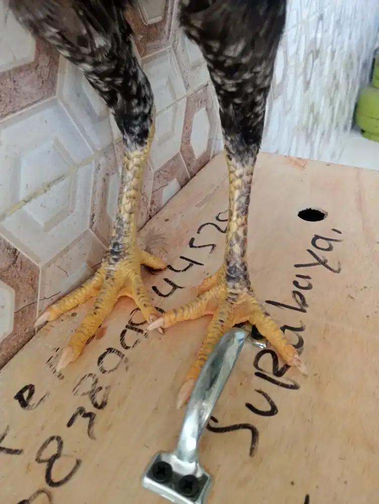 Ayam betina Bangkok wangkas batik umur 6 bln