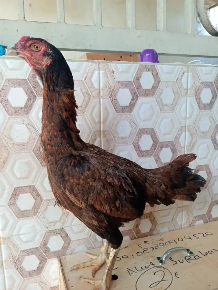 Ayam Bangkok betina wangkas batik