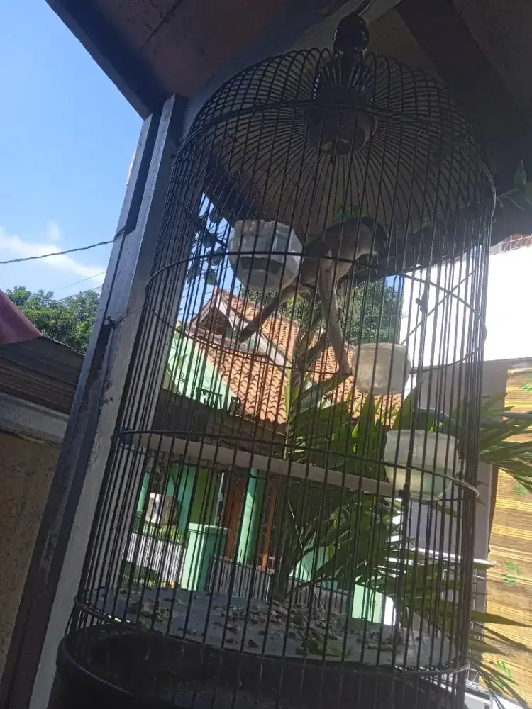 Burung pentet pilis jantan.