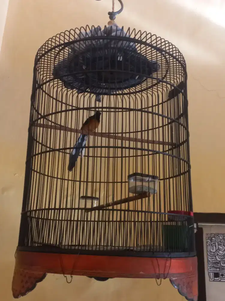 Burung murai batu medan