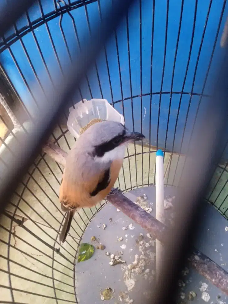 Burung pentet. Pilis Muda Jantan