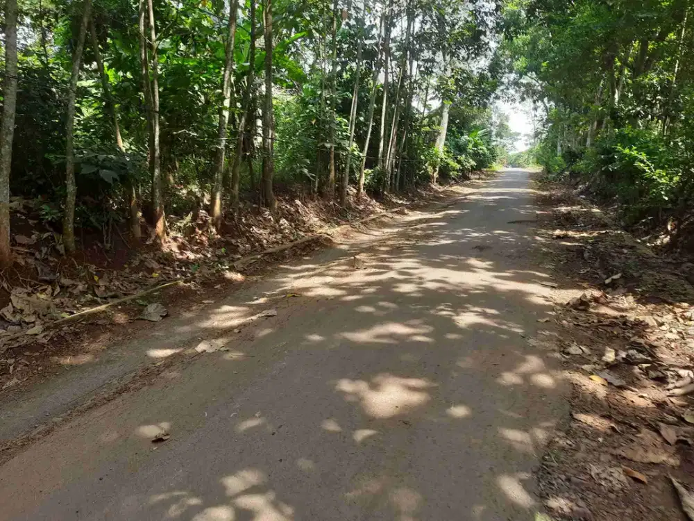 kebun rambutan 2940 m2 Dekat exit tol kalijati Subang