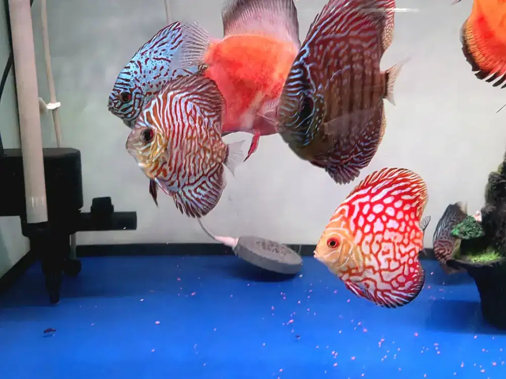 Jual borongan beberapa ikan discus bagus tapi murah sesuai foto